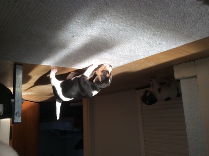 gårdhunde