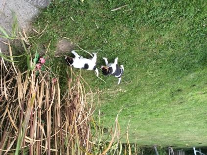 gårdhund