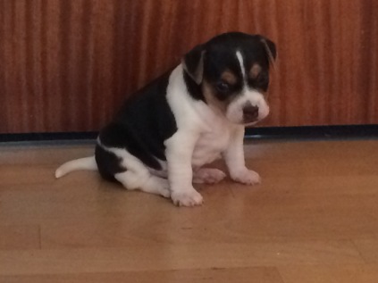 gårdhunde
