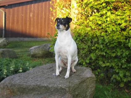 Gårdhund